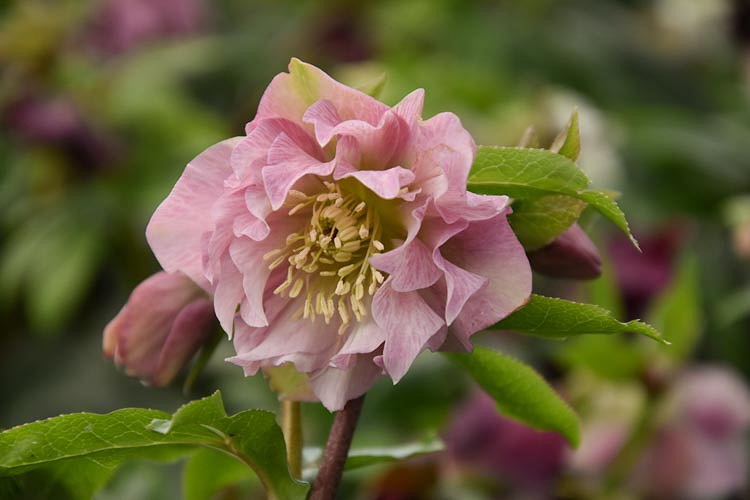Helleborus orientalis 'Double Ellen Pink'